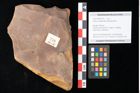 Foto (Objekt + Etikett) von Quercus palaeoilex Ettingshausen (NHMW-GEO-2024-0188-0776)